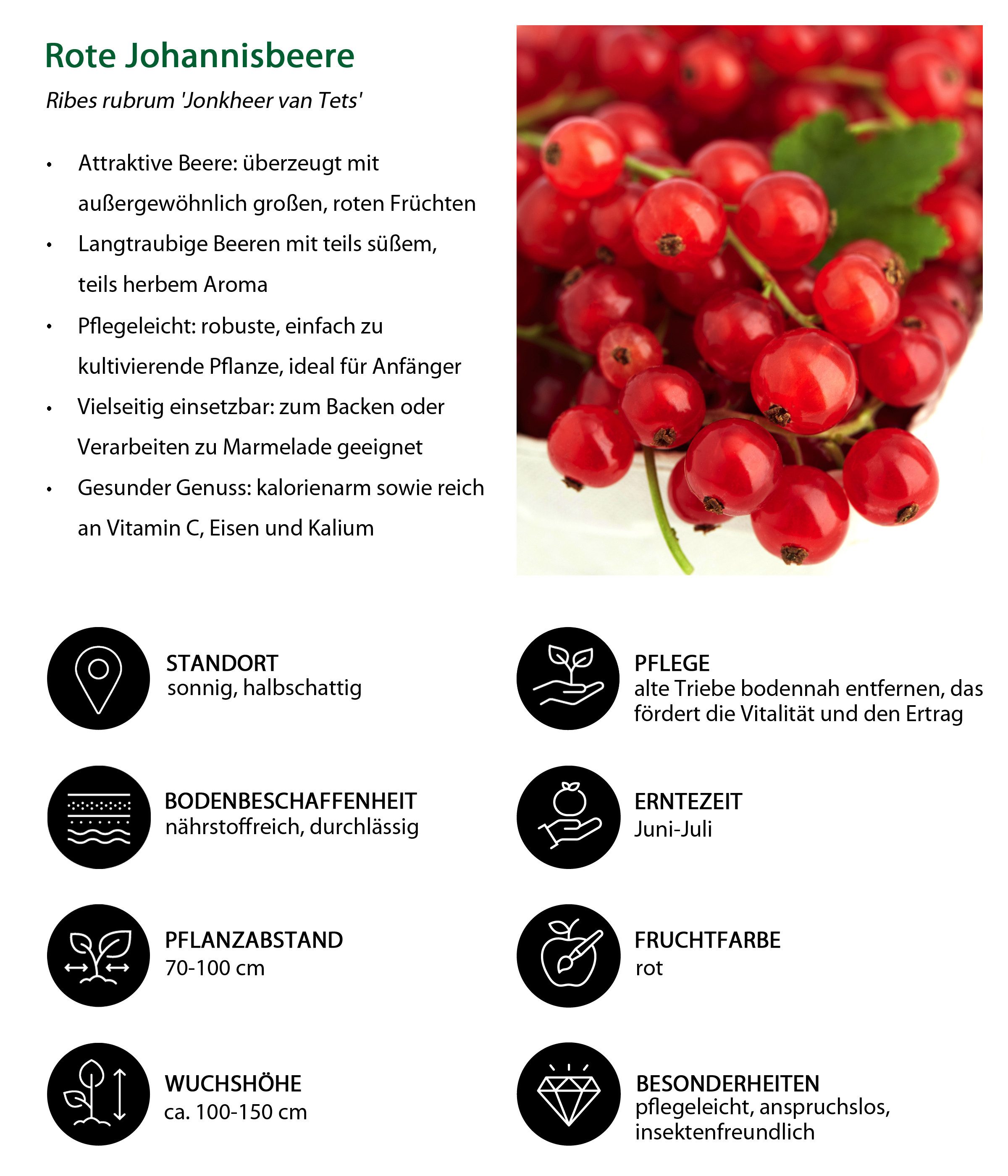 Dehner Obstpflanze Johannisbeere Jonkheer van Tets, Ribes rubrum, rote Beeren, mehrjähriger Beerenstrauch mit langtraubigen Früchten