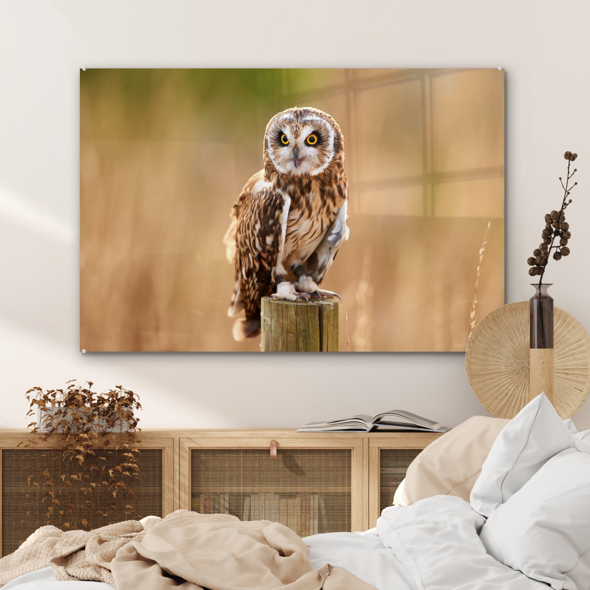 (1 Schlafzimmer Holzstange, einer Acrylglasbilder auf MuchoWow einer Wohnzimmer Sumpfohreule St), Nahaufnahme & Acrylglasbild