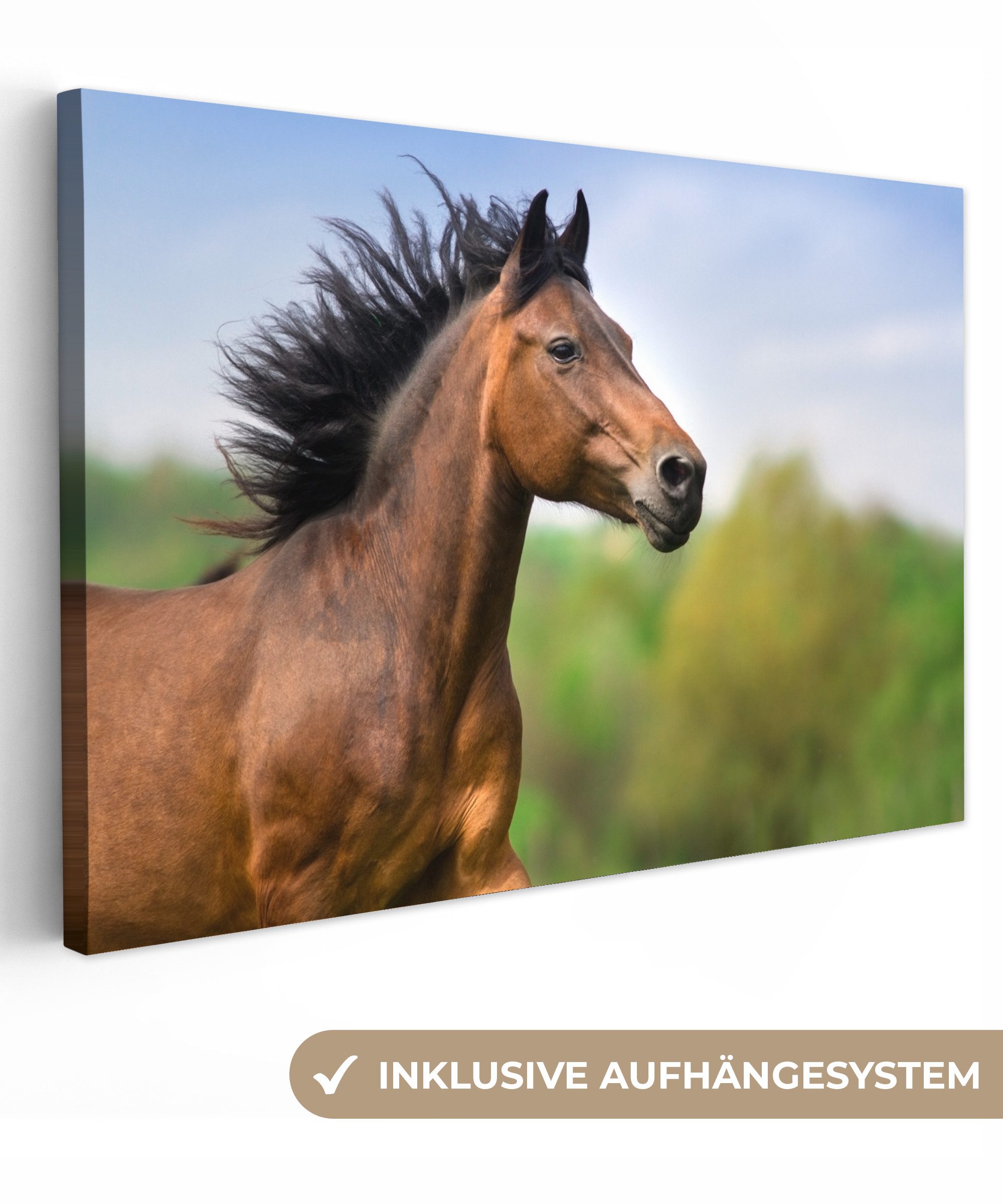 OneMillionCanvasses® Leinwandbild Pferd - Tier - günstig online kaufen