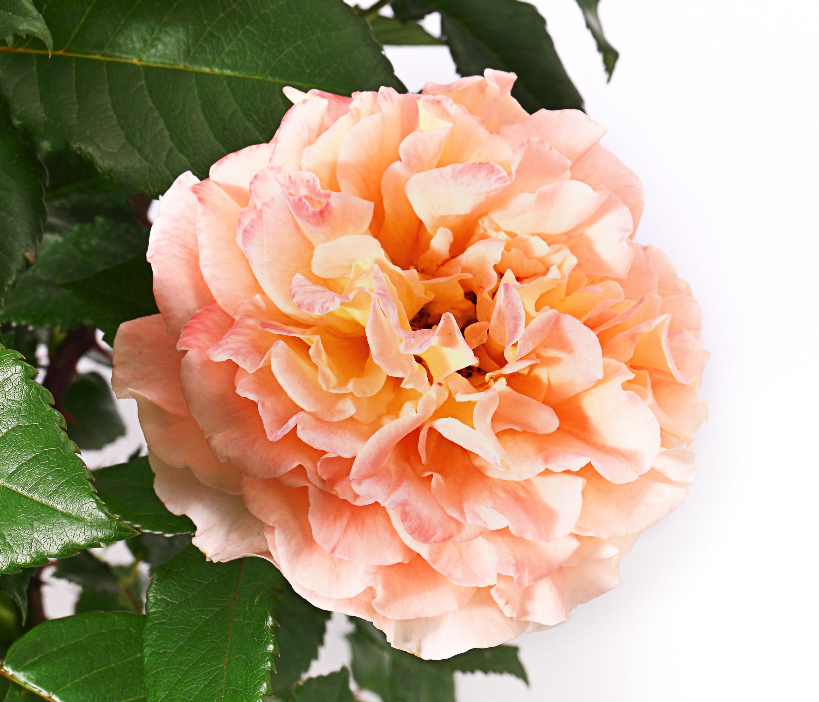 Dehner Rose Edelrose Augusta Luise®, apricot-farbene Blüten, gefüllte und duftende Blüten, Züchter Tantau