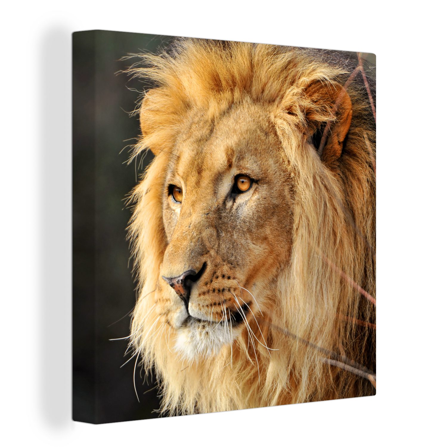 OneMillionCanvasses® Leinwandbild Leo - Profil - Jagen, (1 St), Leinwand Bilder für Wohnzimmer Schlafzimmer
