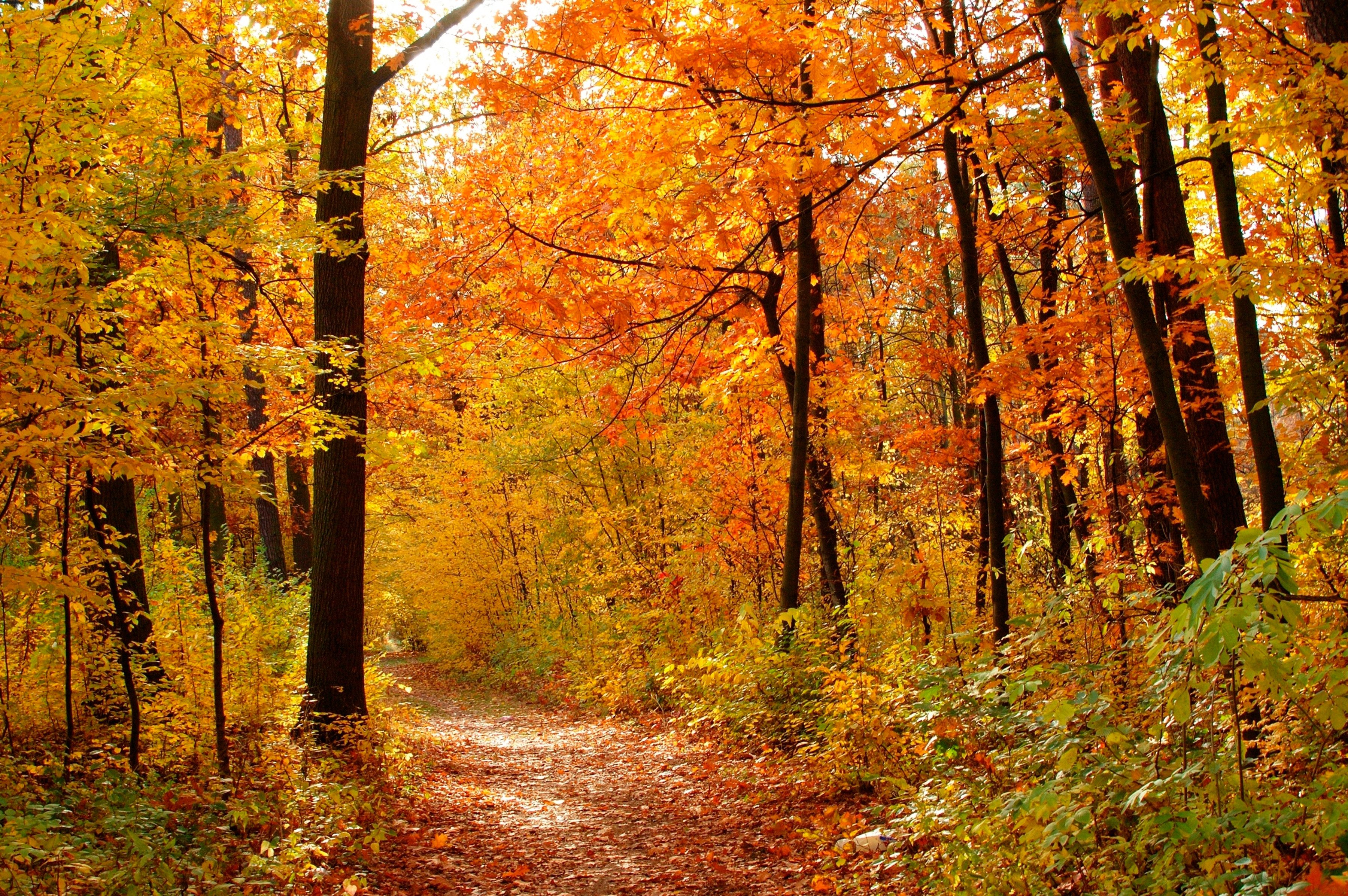 Papermoon Fototapete Autum Forest, glatt