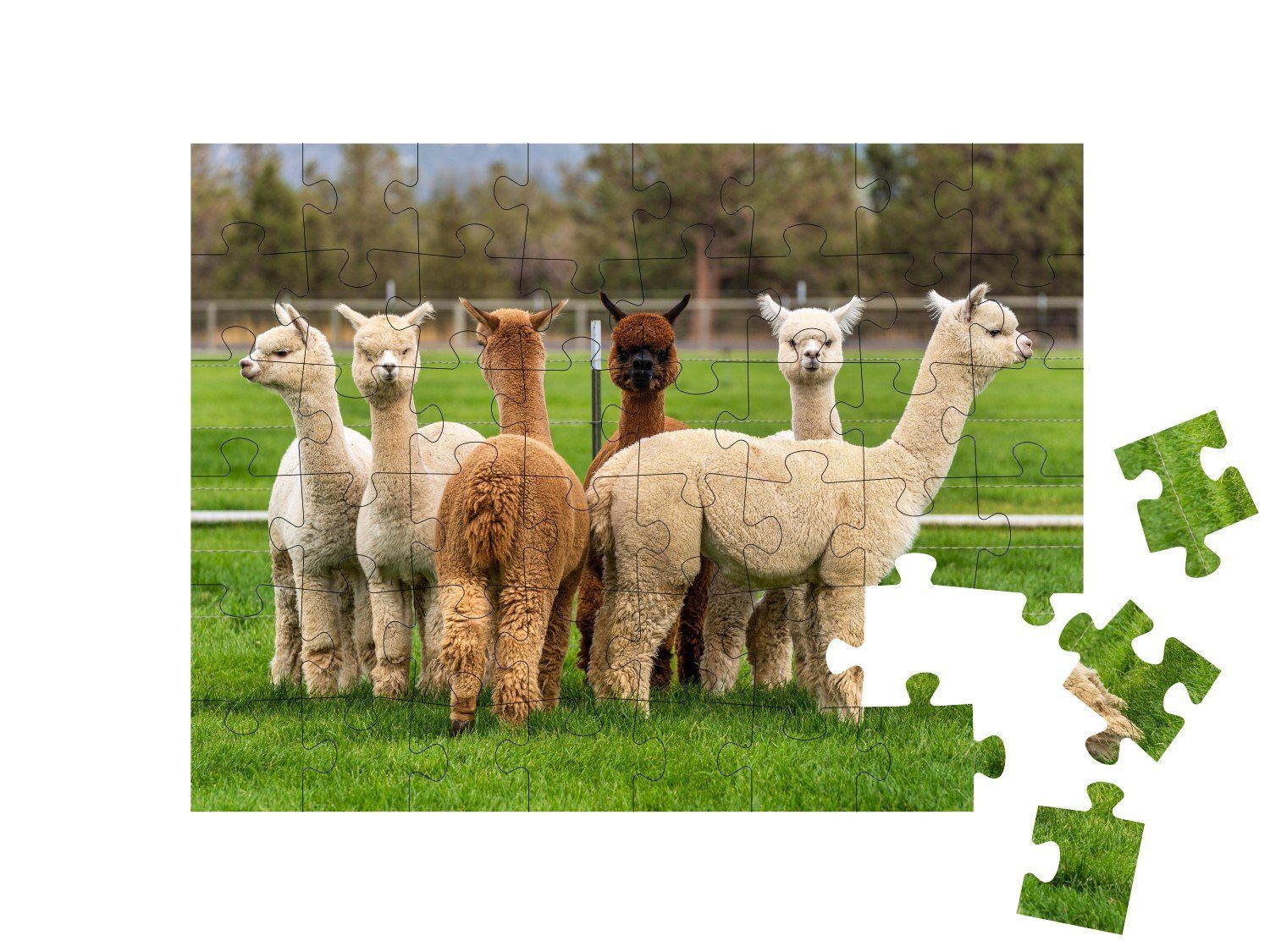 Exotische Alpakas Puzzleteile, Tiere Trend-Tiere & Ranch, auf Alpakas, Puzzle Oregon, 48 puzzleYOU-Kollektionen puzzleYOU einer