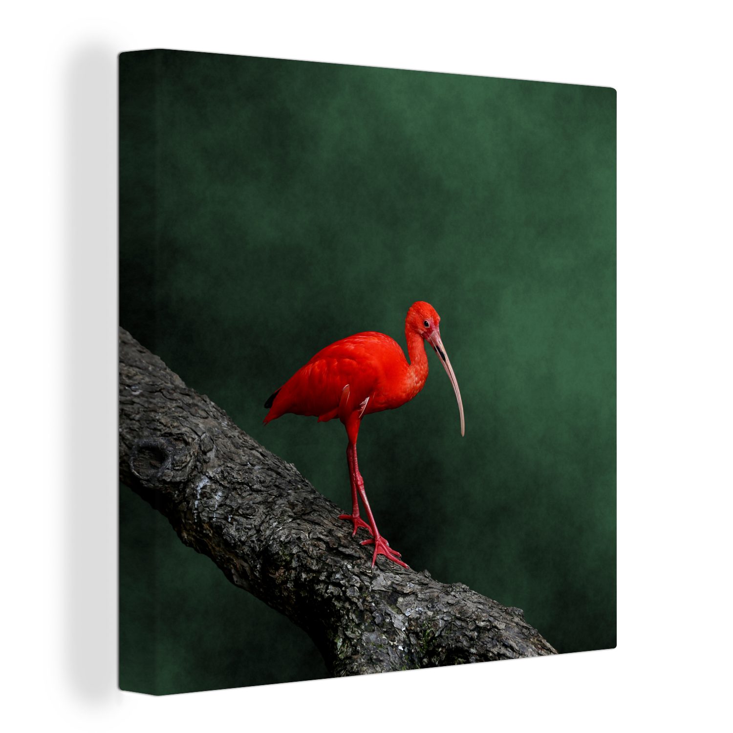 Leinwandbild einem Baumzweig, Leinwand Ibis OneMillionCanvasses® auf Roter Schlafzimmer (1 Wohnzimmer Bilder für St),