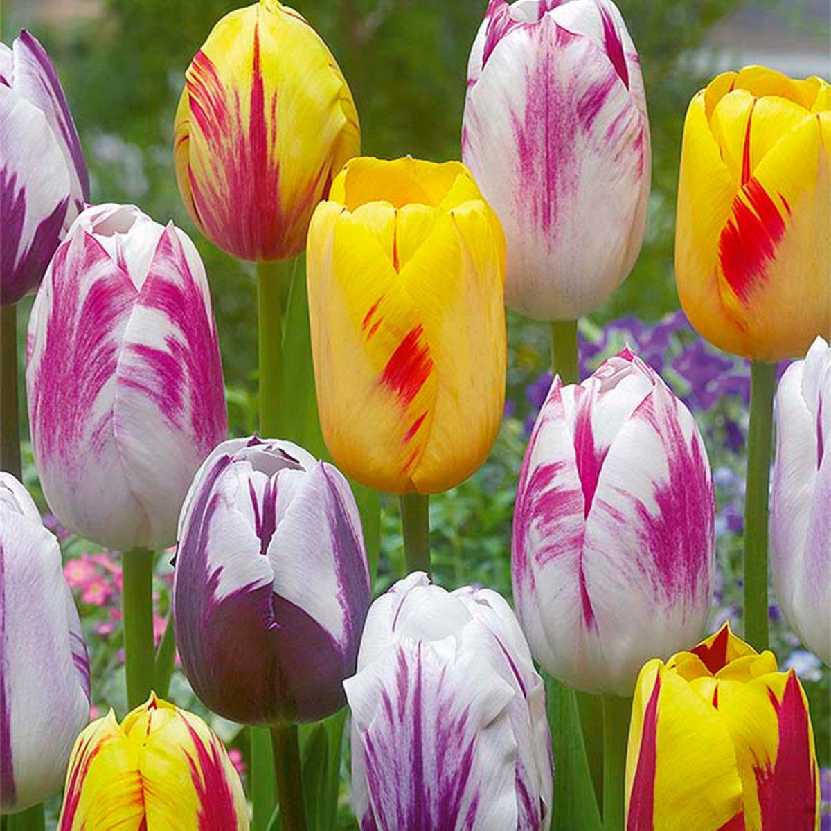 Bloomique Blumenzwiebeln Bloomique - 20er-Mix - Tulipa-Rembrandt-Mix - Tulpenzwiebeln - Blumenz, (20-St)