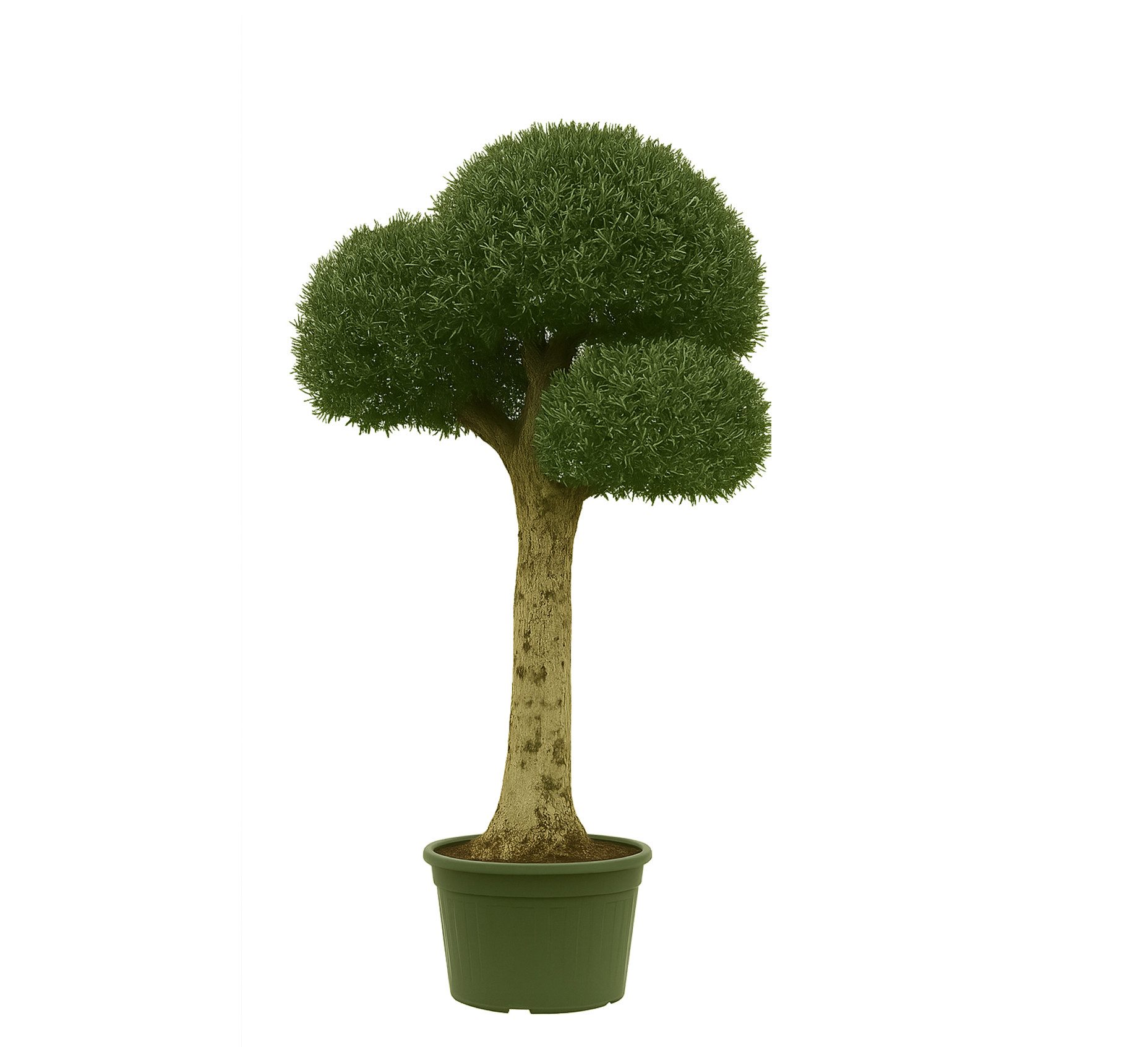 Palms-Store Olivenbaum Kugelbaum ca. 80 Jahre Alt Winterhart bis -17 °C Höhe ca. 250 cm, Qualität aus Spanien