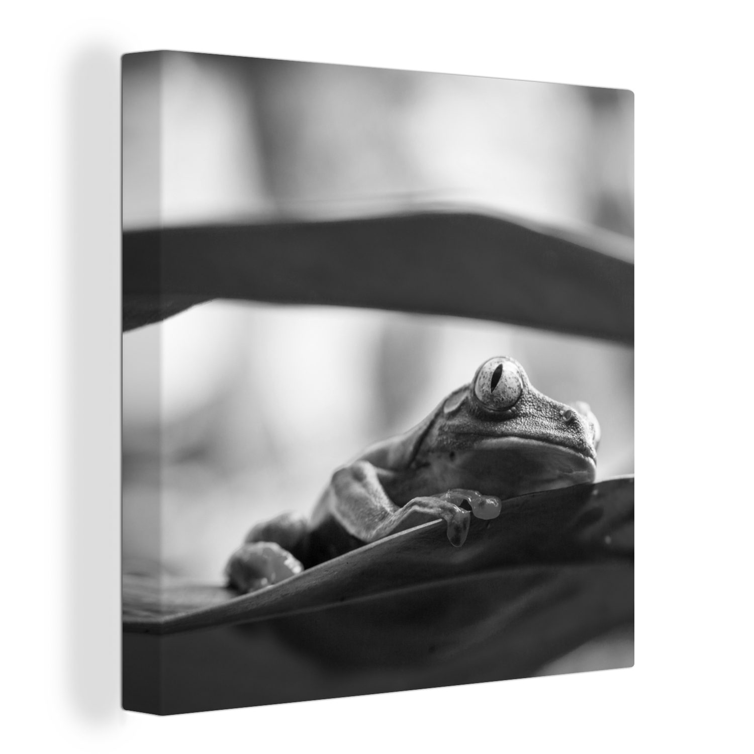 OneMillionCanvasses® Leinwandbild Frösche in der Natur Costa Ricas in Schwarz und Weiß, (1 St), Leinwand Bilder für Wohnzimmer Schlafzimmer