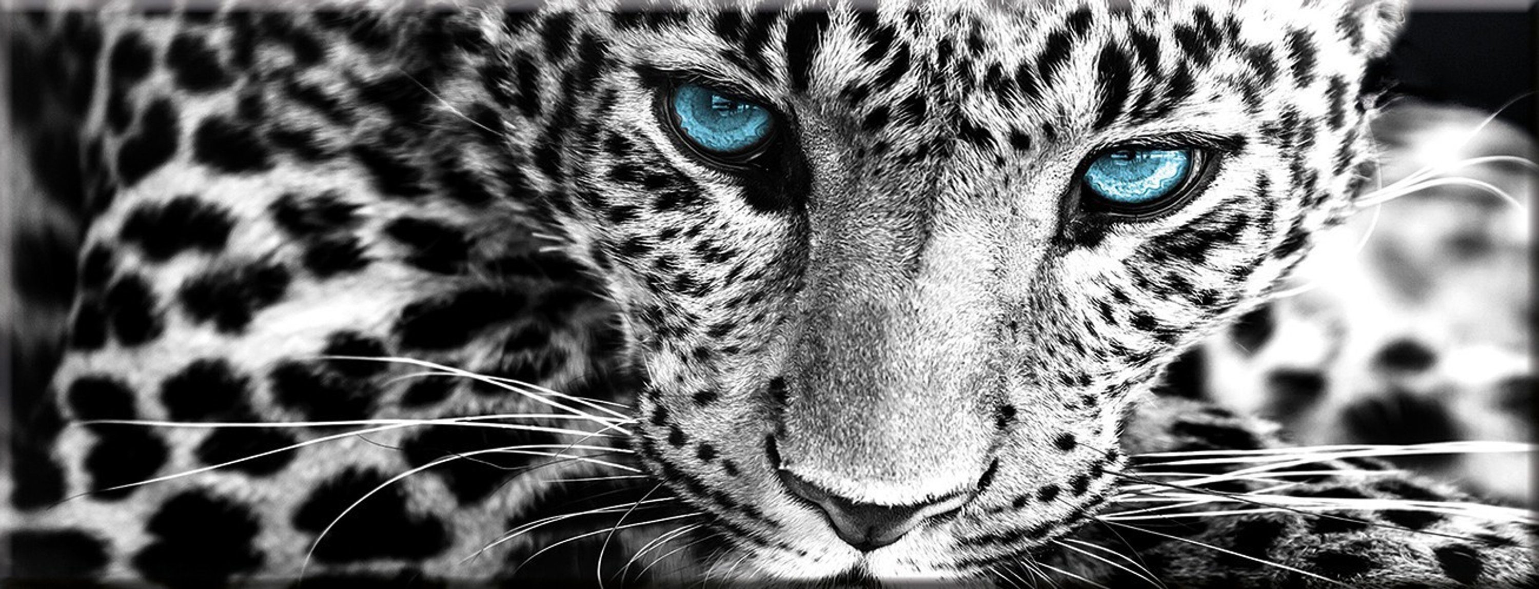 artissimo Glasbild Glasbild Leopard Tiere: Wildkatze 80x30cm aus Glas Foto, Bild schwarz-weiß