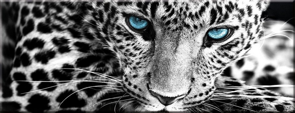 artissimo Glasbild Glasbild 80x30cm Bild aus Glas Leopard schwarz-weiß  Foto, Tiere: Wildkatze