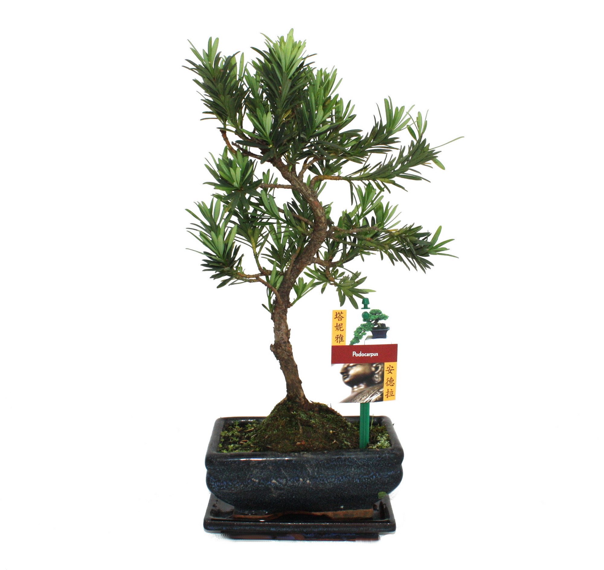 Exotenherz Zimmerpflanze Bonsai Steineibe - Podocarpus macrophyllus - ca. 6 günstig online kaufen