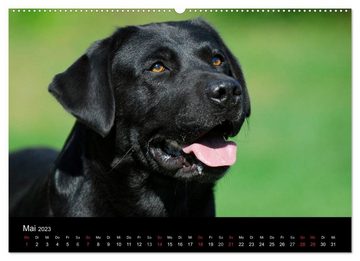 CALVENDO Wandkalender Labrador Retriever 2023 (Premium, hochwertiger DIN A2 Wandkalender 2023, Kunstdruck in Hochglanz)