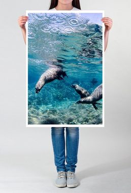 Sinus Art Poster Tierfotografie  Kalifornische Seelöwen unter Wasser 60x90cm Poster