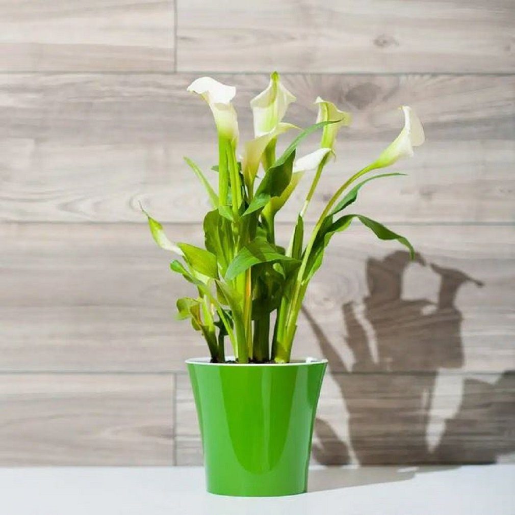 (1 grün-weiß Größen Santino Pflanztöpfe - Blumentopf Farben selbstbewässernde div. St) + "Arte"