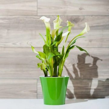 Santino Blumentopf "Arte" selbstbewässernd Pflanztopf - div. Farben + Größen (1 St), selbstbewässernd, nachhaltig, UV-beständig, witterungsbeständig
