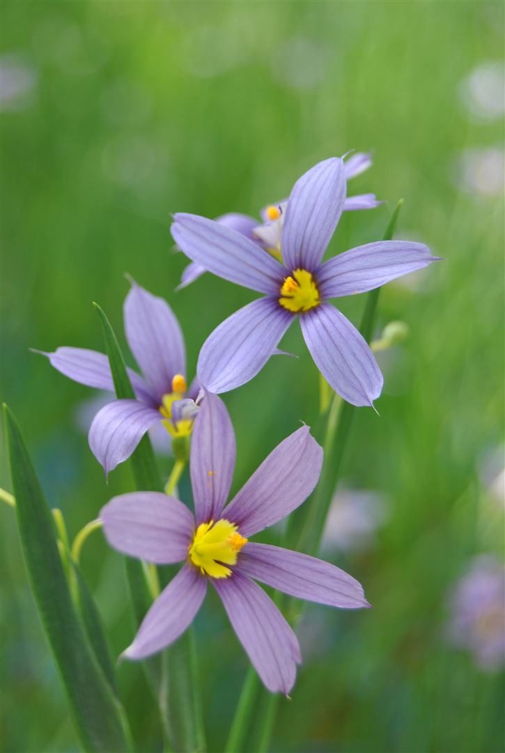 Pflanzen für Dich Staude Sisyrinchium angustifolium, 1 St., Blaue Binsenlilie, Schmalblättrige Binsenlilie