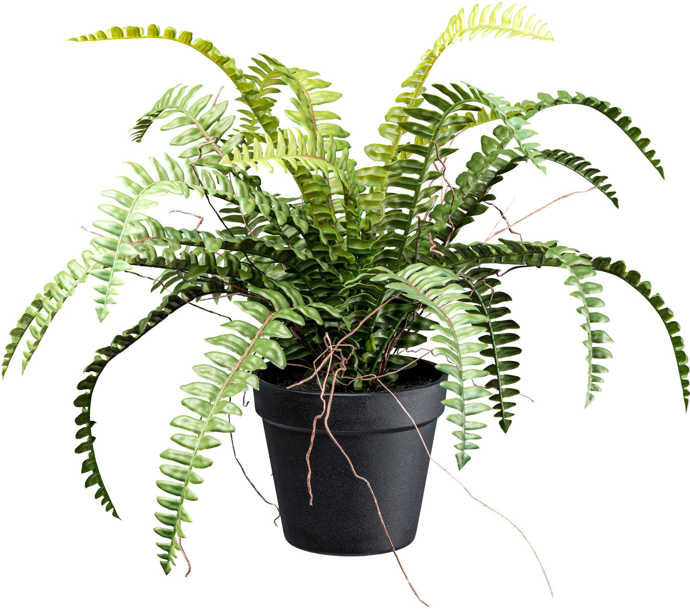 Kunstpflanze Waldfarn Farn, Creativ green, Höhe 35 cm, mit Wurzeln günstig online kaufen