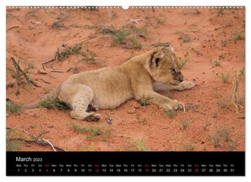 CALVENDO Wandkalender Baby animals - Lions (Premium-Calendar 2023 DIN A2 Landscape)