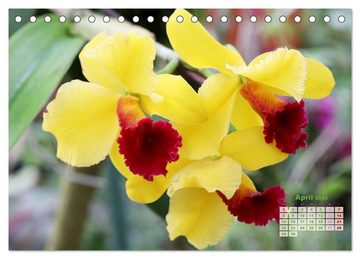 CALVENDO Wandkalender Schönste Orchideen (Tischkalender 2024 DIN A5 quer)