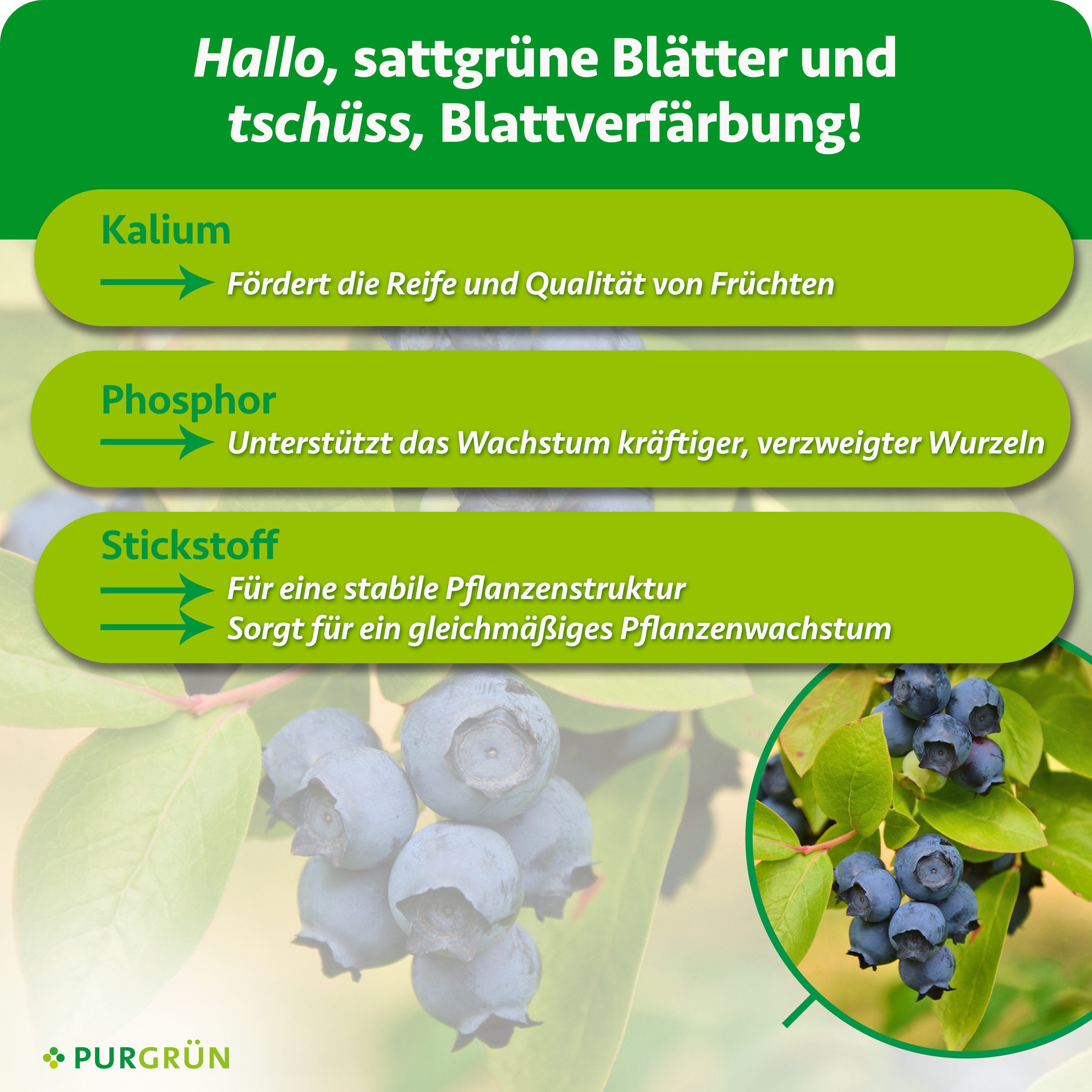 Purgrün Obstdünger Bio Kulturheidelbeeren Dünger, NPK 3+2+6, Bio, Vegan, 1 Liter, Flüssigdünger, 1-St., 1 Liter – Bild 3 von 5