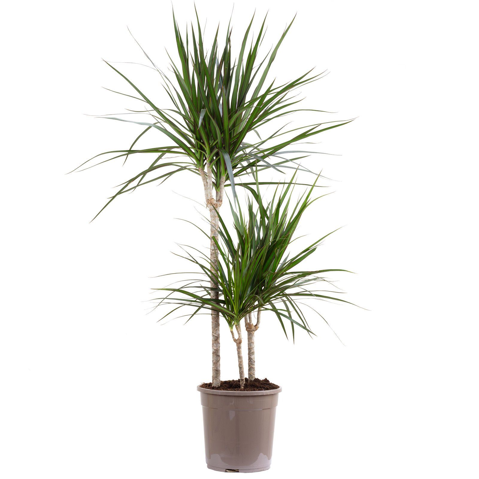 Flowerbox Zimmerpflanze Gerandeter Drachenbaum 3er-Tuff - Dracaena Marginata, - Höhe ca. 120 cm, Topf-Ø 24 cm. € 48,29