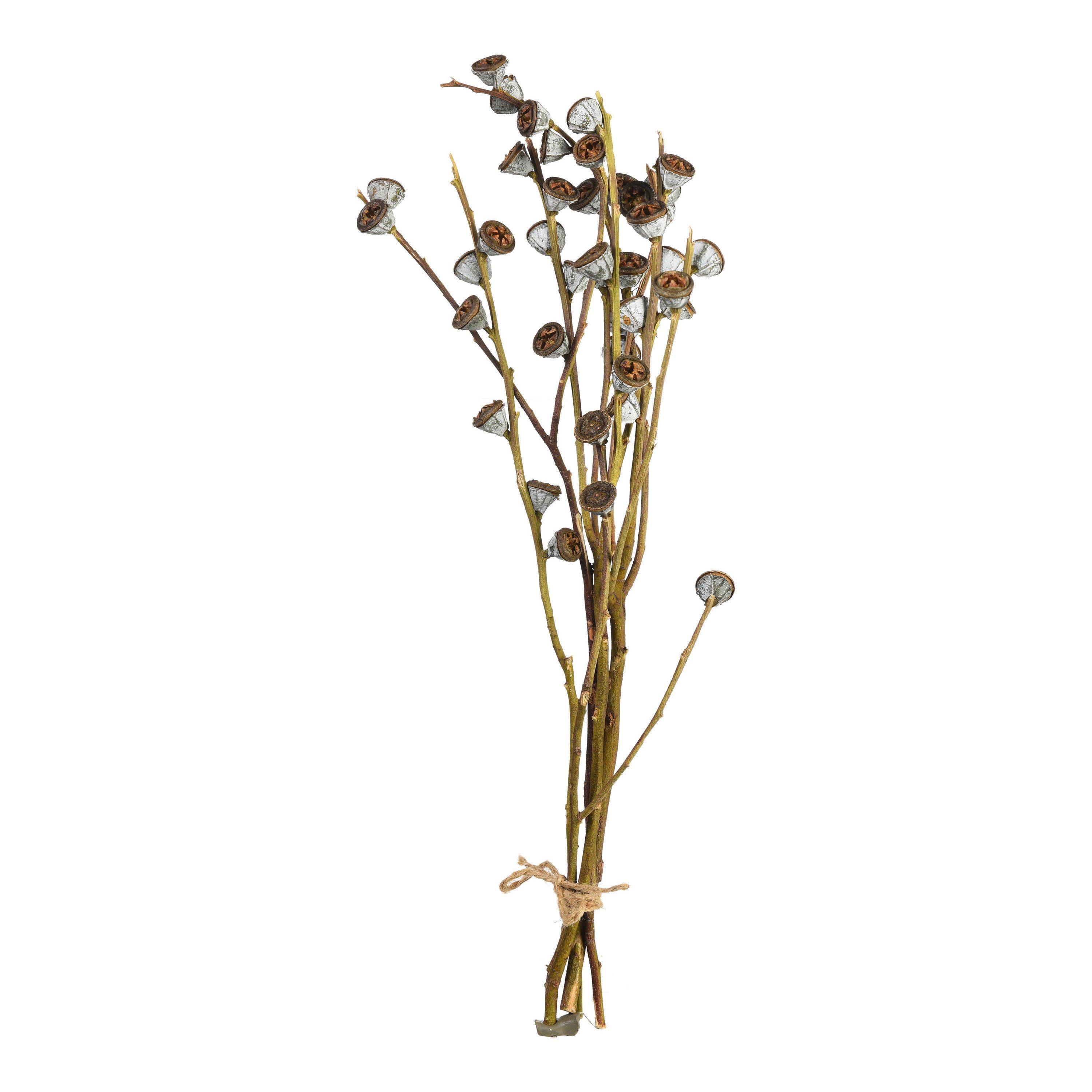 Trockenblume Trockenblumen-Bündel Knospenzweige, Zentimeter Depot, aus L 60 Trockenblume