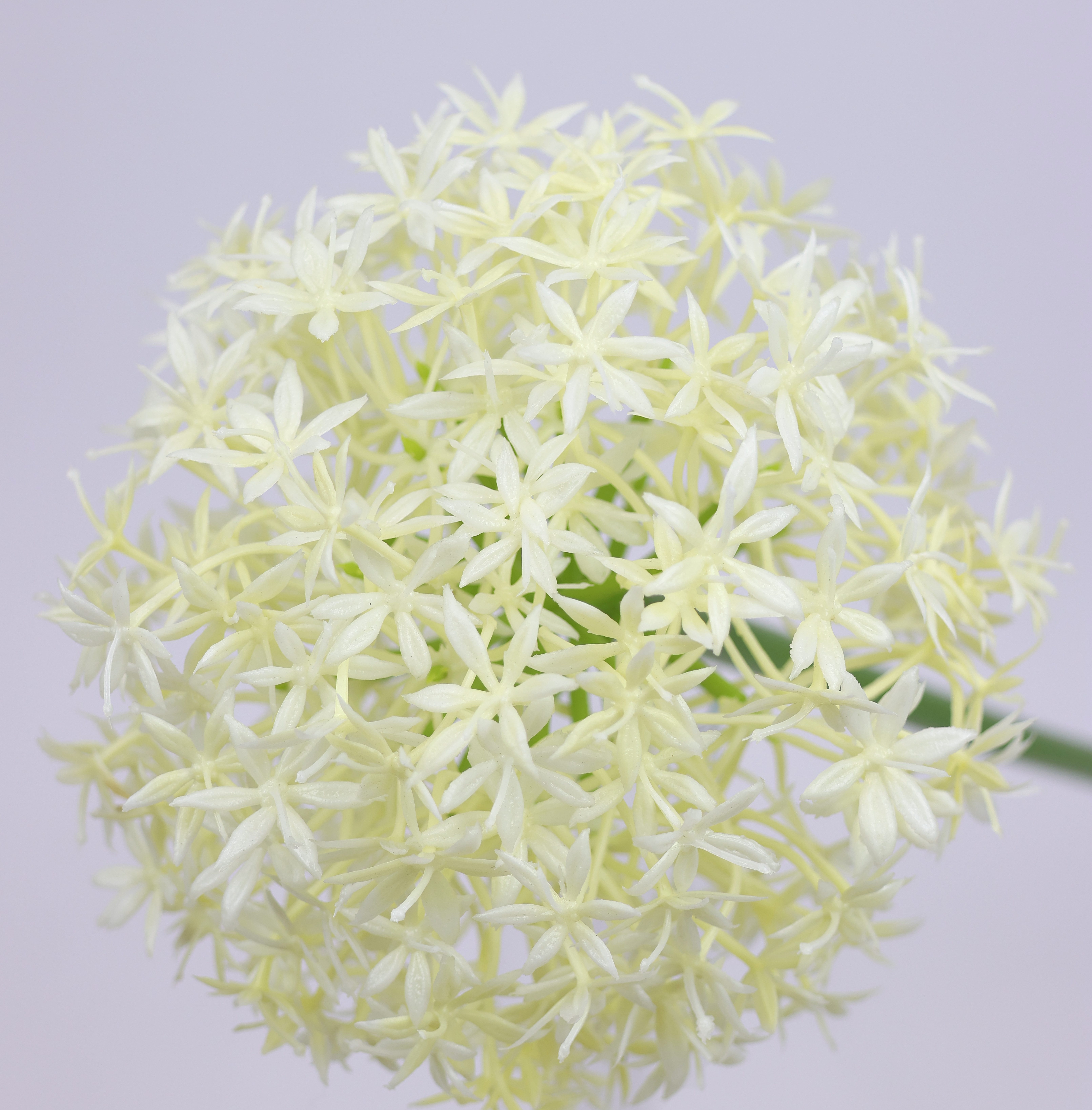 Kunstblume Allium Zierlauch, I.GE.A., Höhe 80 cm, Stielblume künstliche Blumen, 2er Set