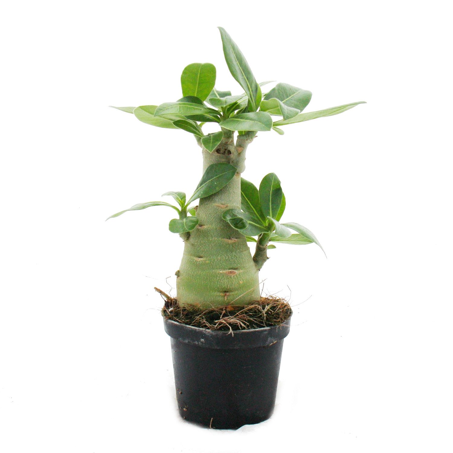 Exotenherz Zimmerpflanze Kleine Wüstenrose, Adenium, Überraschungsfarbe, 10cm Topf