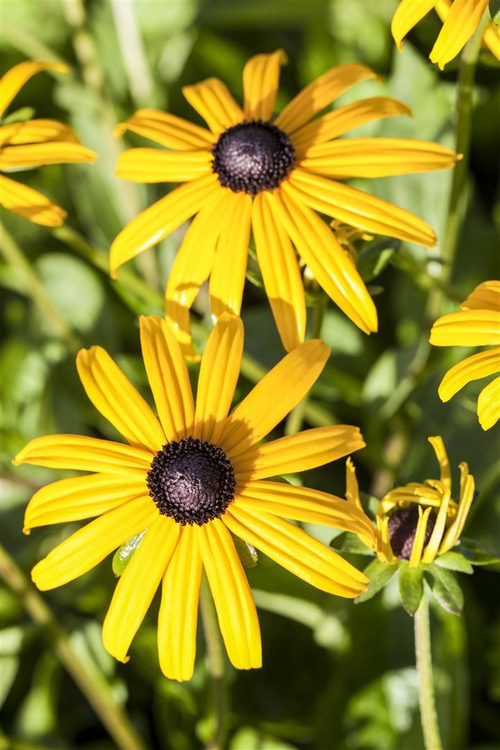 Pflanzen für Dich Staude Rudbeckia fulgida Goldsturm, 1 St., Sonnenhut, Gelber Sonnenhut, Goldsturm-Sonnenhut