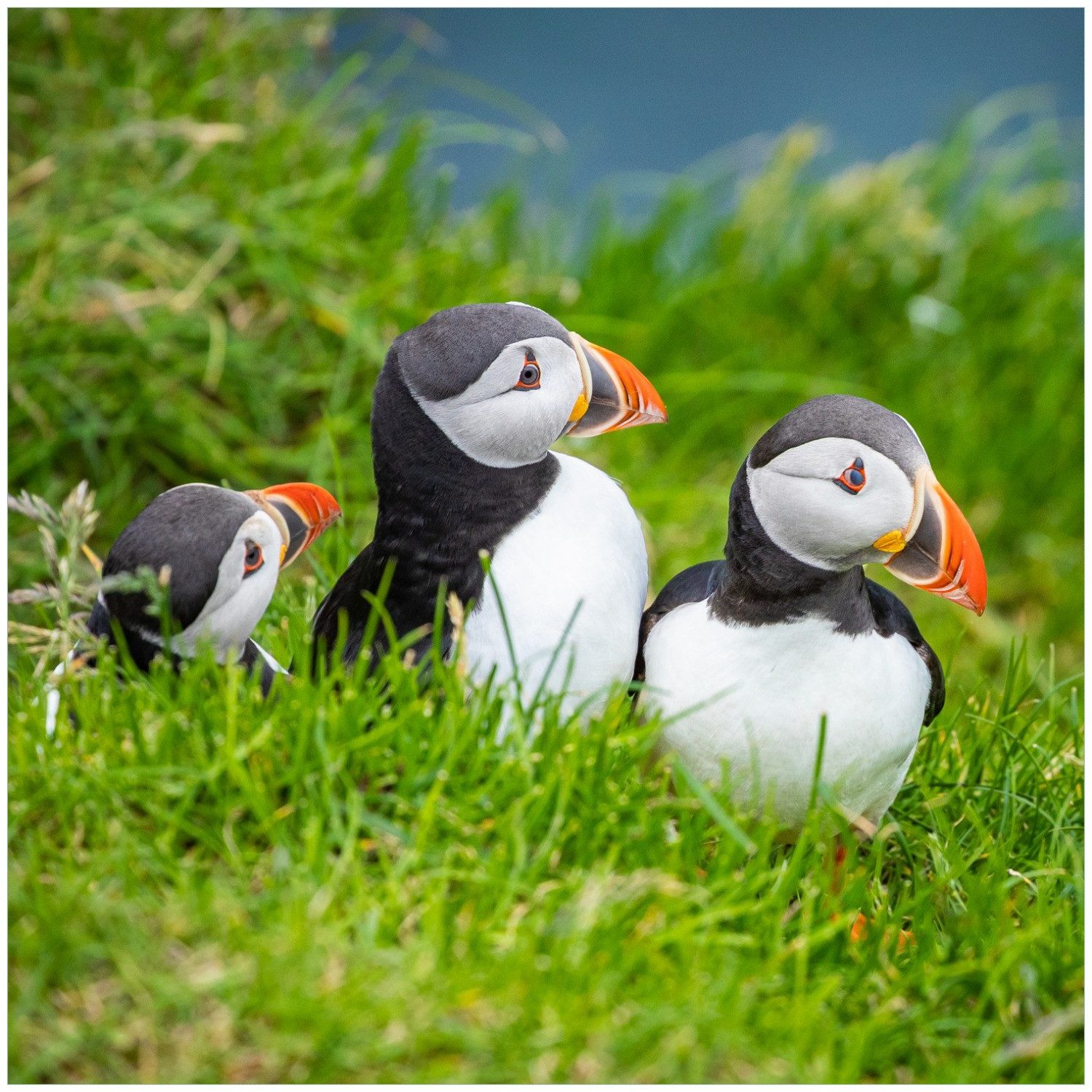 Wallario Möbelfolie Papageitaucher im Gras