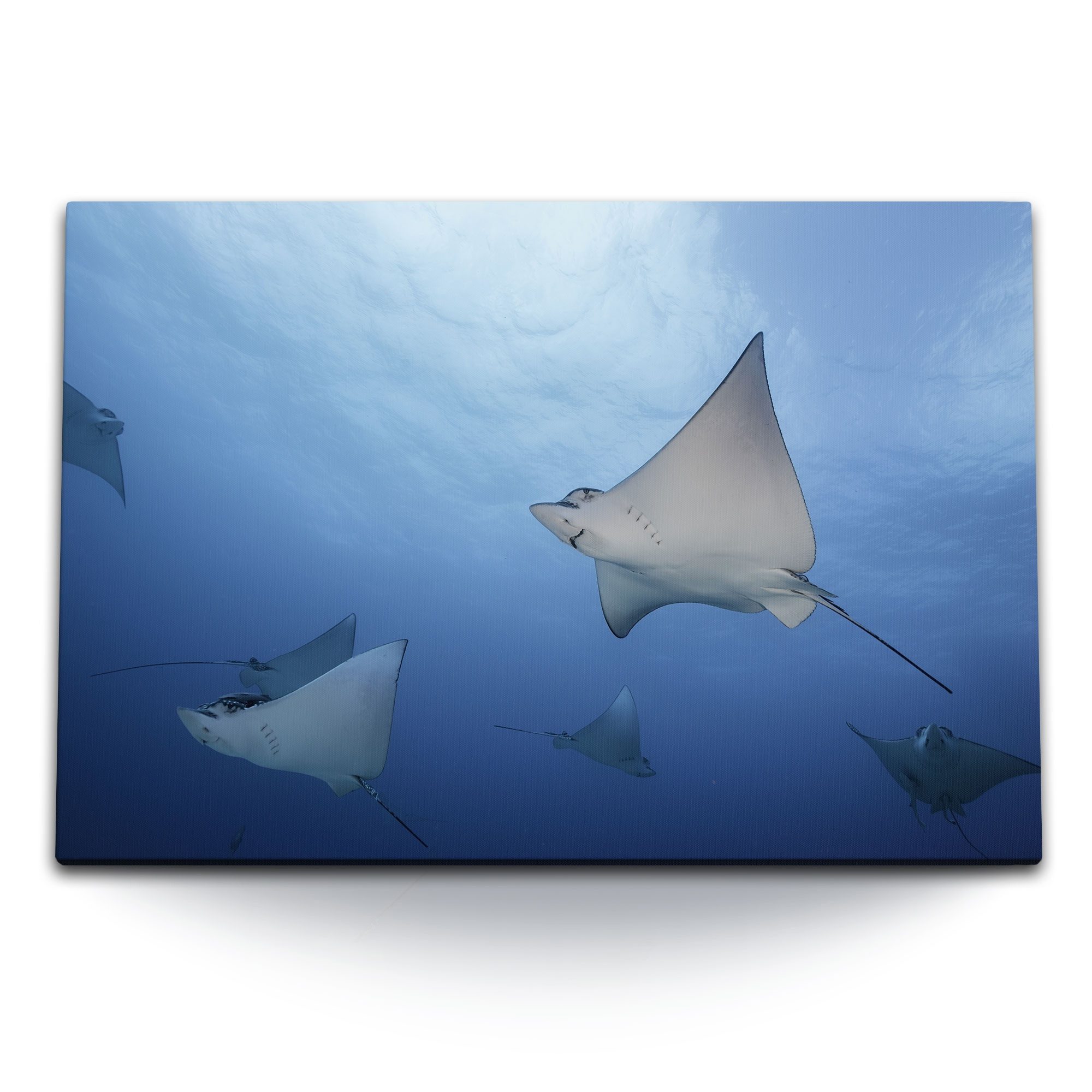 Leinwandbild 120x80cm Wandbild auf Leinwand Riesenrochen Rochen unter Wasser Ozean