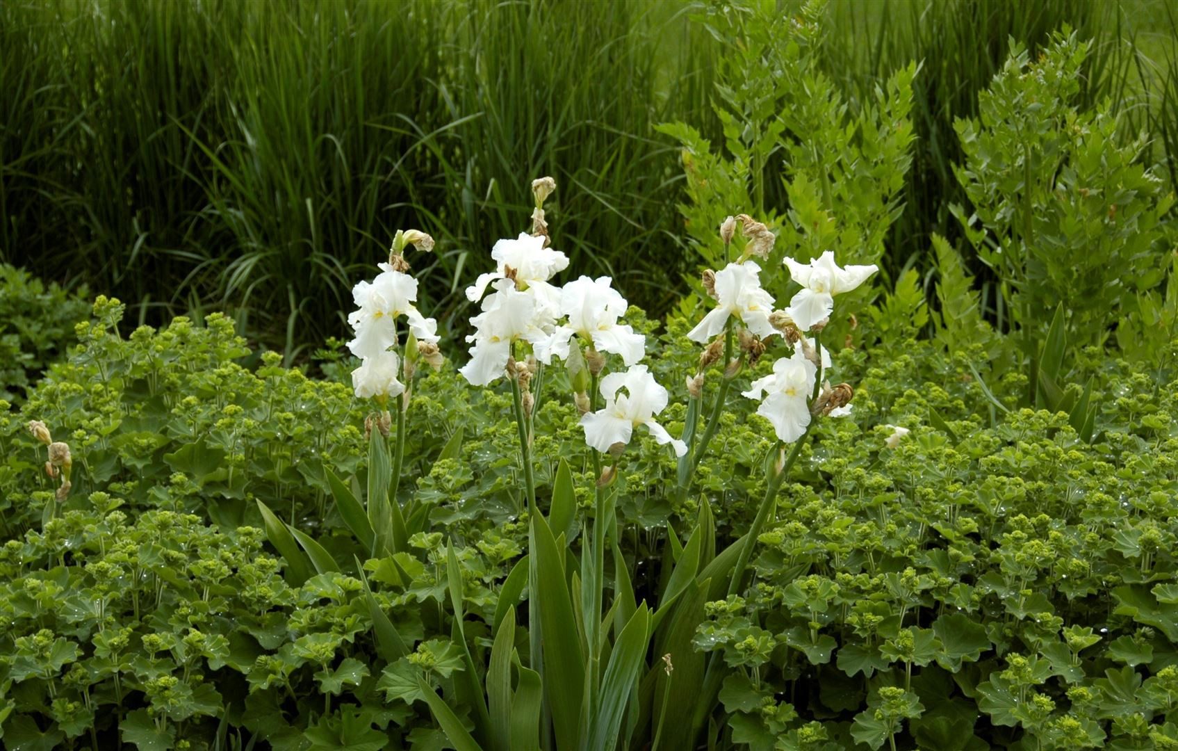 Pflanzen für Dich Staude Iris barb. Cliffs of Dover, 1 St., Bart-Iris, Schwertlilie