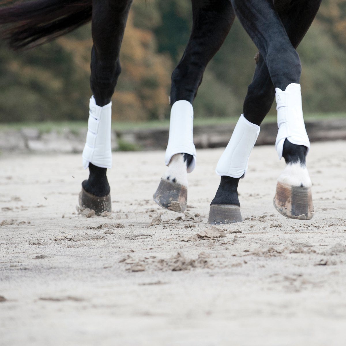 CATAGO Dressurgamaschen Dressurgamaschen weiß - Pony günstig online kaufen