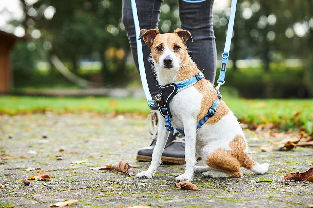 Wolters Hunde-Geschirr Geschirr Professional Comfort günstig online kaufen