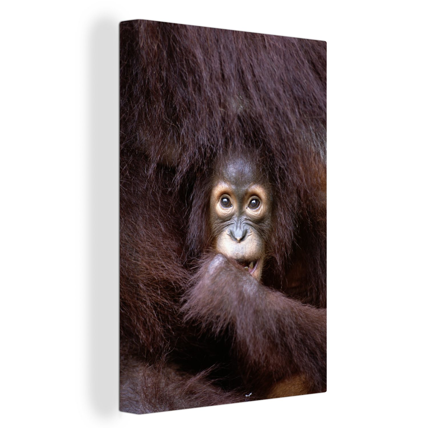 Orang-Utan (1 fertig St), Leinwandbild mit 20x30 OneMillionCanvasses® Mutter, Gemälde, seiner cm Leinwandbild Ein inkl. bespannt Zackenaufhänger,