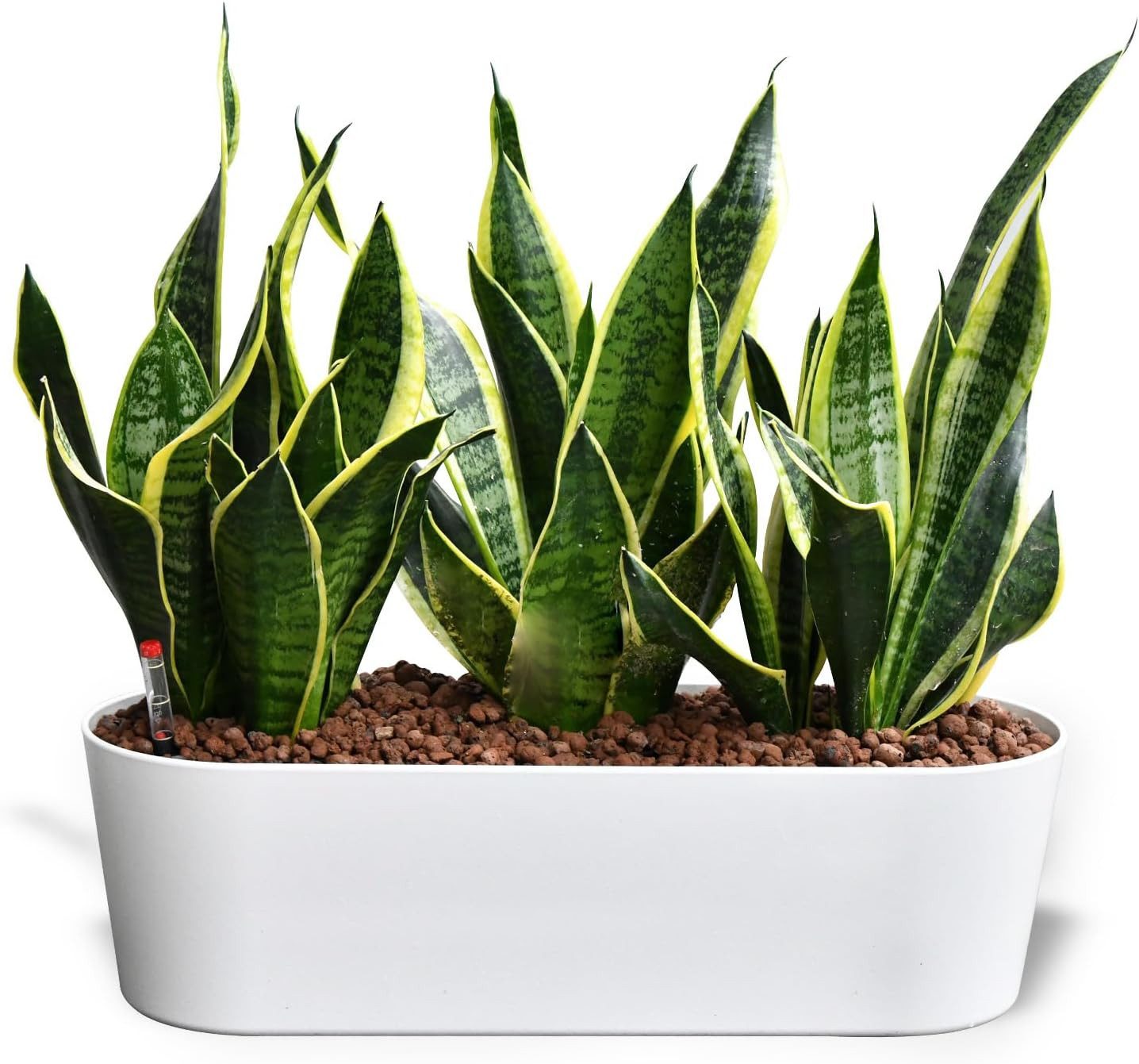 Green Me Up Zimmerpflanze Büropflanzen Set Sansevieria Bogenhanf pflegeleicht - Hydrokultur Set, inkl. 10L Blähton, Wasserstandsanzeige & Langzeitdünger