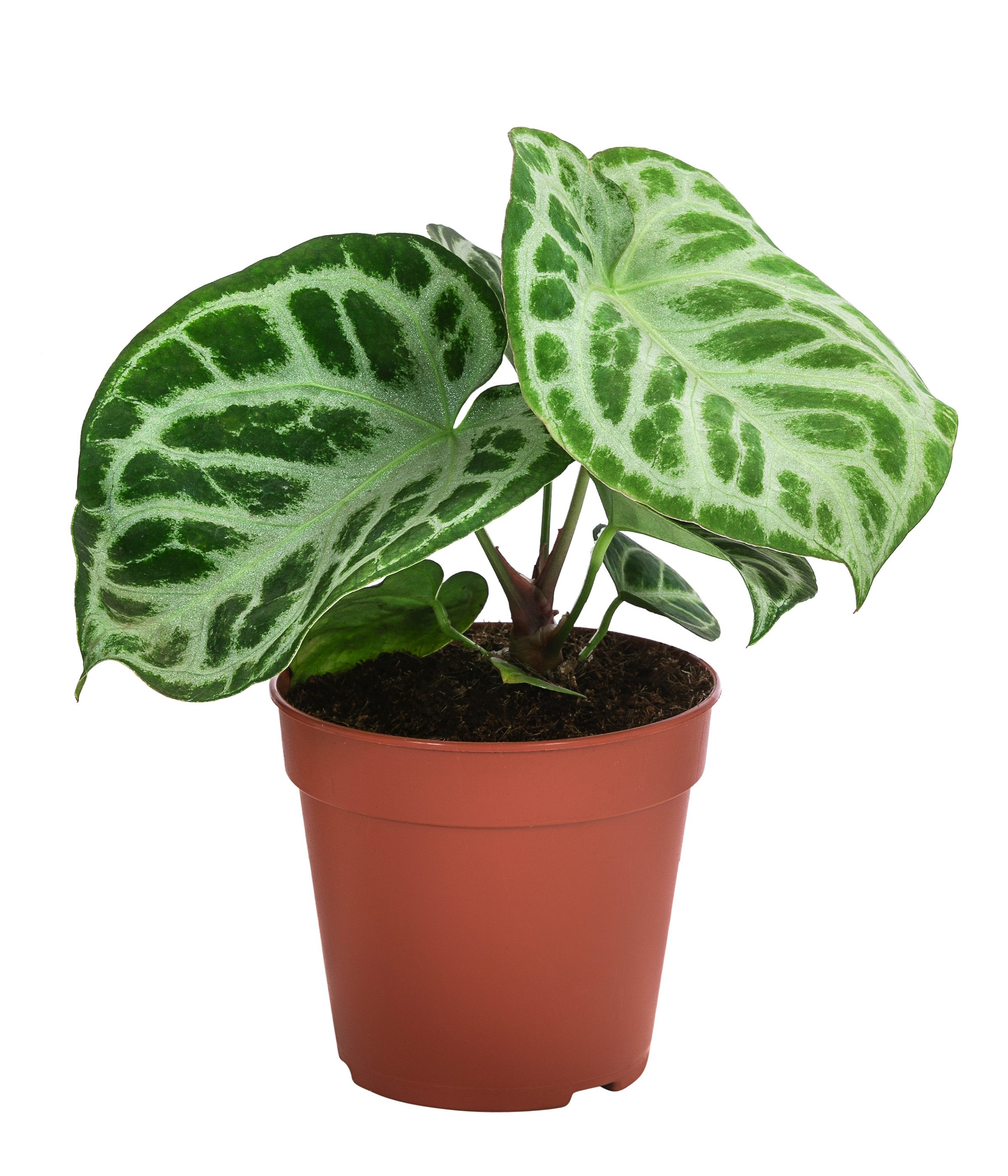 Dehner Zimmerpflanze Herzblattblume, Anthurium crystallinum Silver Blush, versch. Größen, pflegeleichte Pflanze mit außergewöhnlicher Blattzeichnung