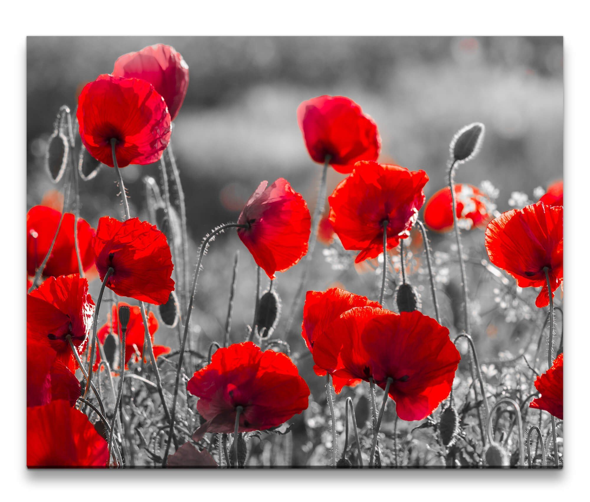 möbel-direkt.de Leinwandbild Bilder XXL Mohnblumen in günstig online kaufen