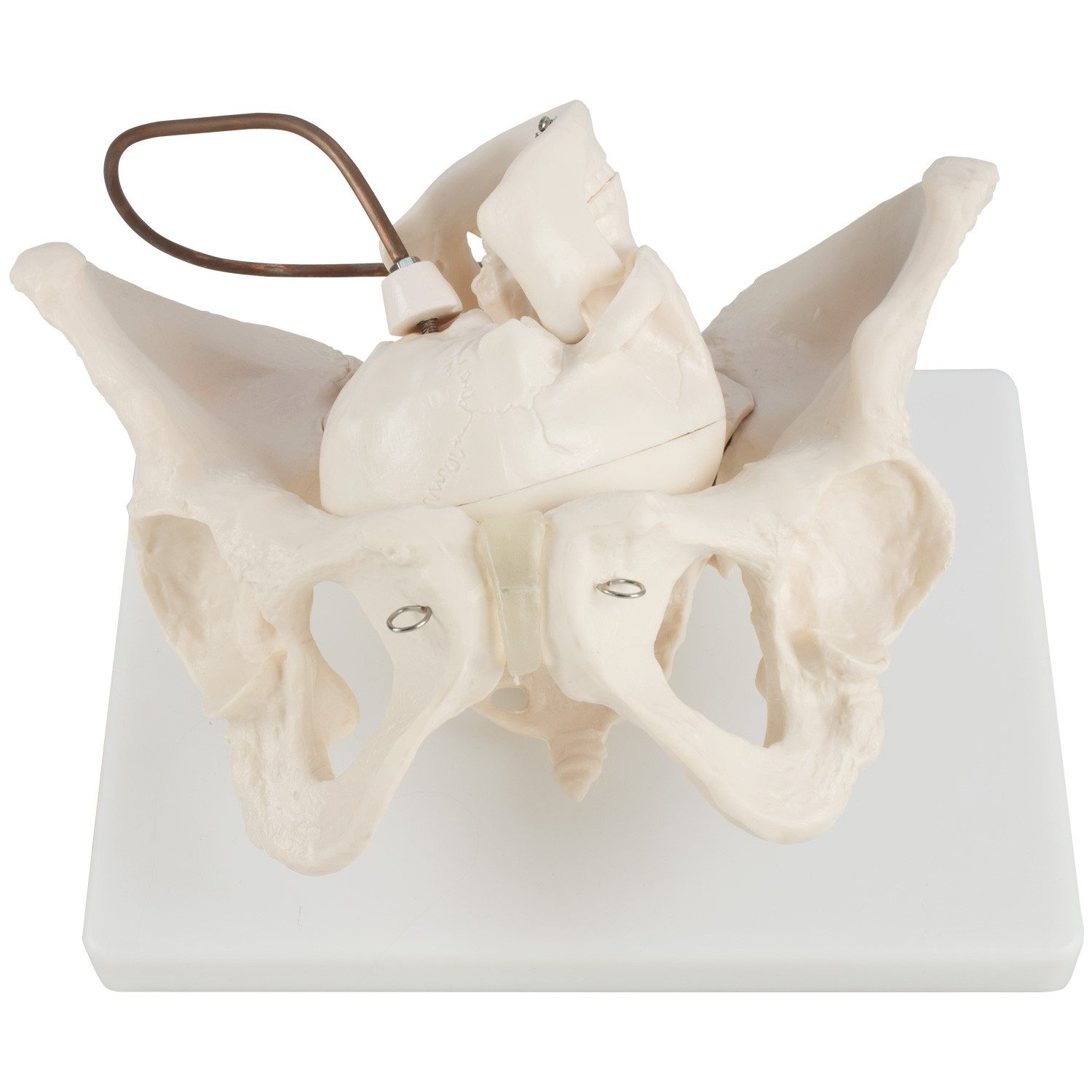 MedMod Dekoobjekt Anatomie Modell Weiblich Becken Geburt Demonstration Beckenmodell