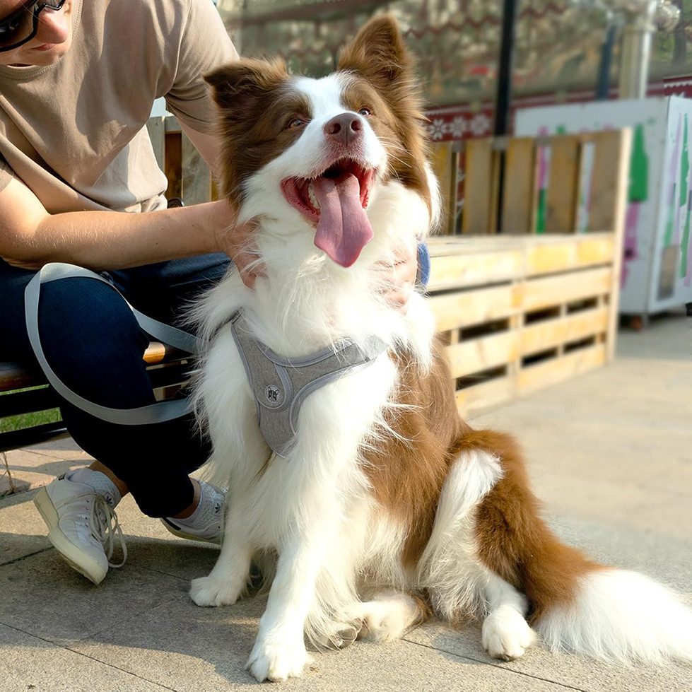Beaface Hunde-Geschirr Verstellbares Comfort Geschirr sicherheitsgeschirr- günstig online kaufen