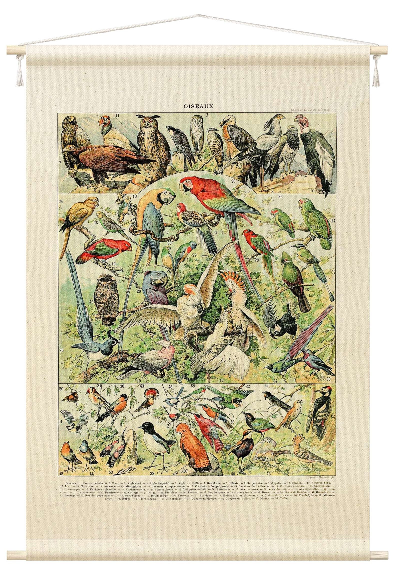 Bilderdepot24 Wandteppich modern Vintage Tropisch Tiere Vögel Schautafeln bunt, rechteckig, Höhe: 2.6 mm, großes Wandbild aus Natur-Baumwolle Wandbehang Stoffbild Tuch Wollseil