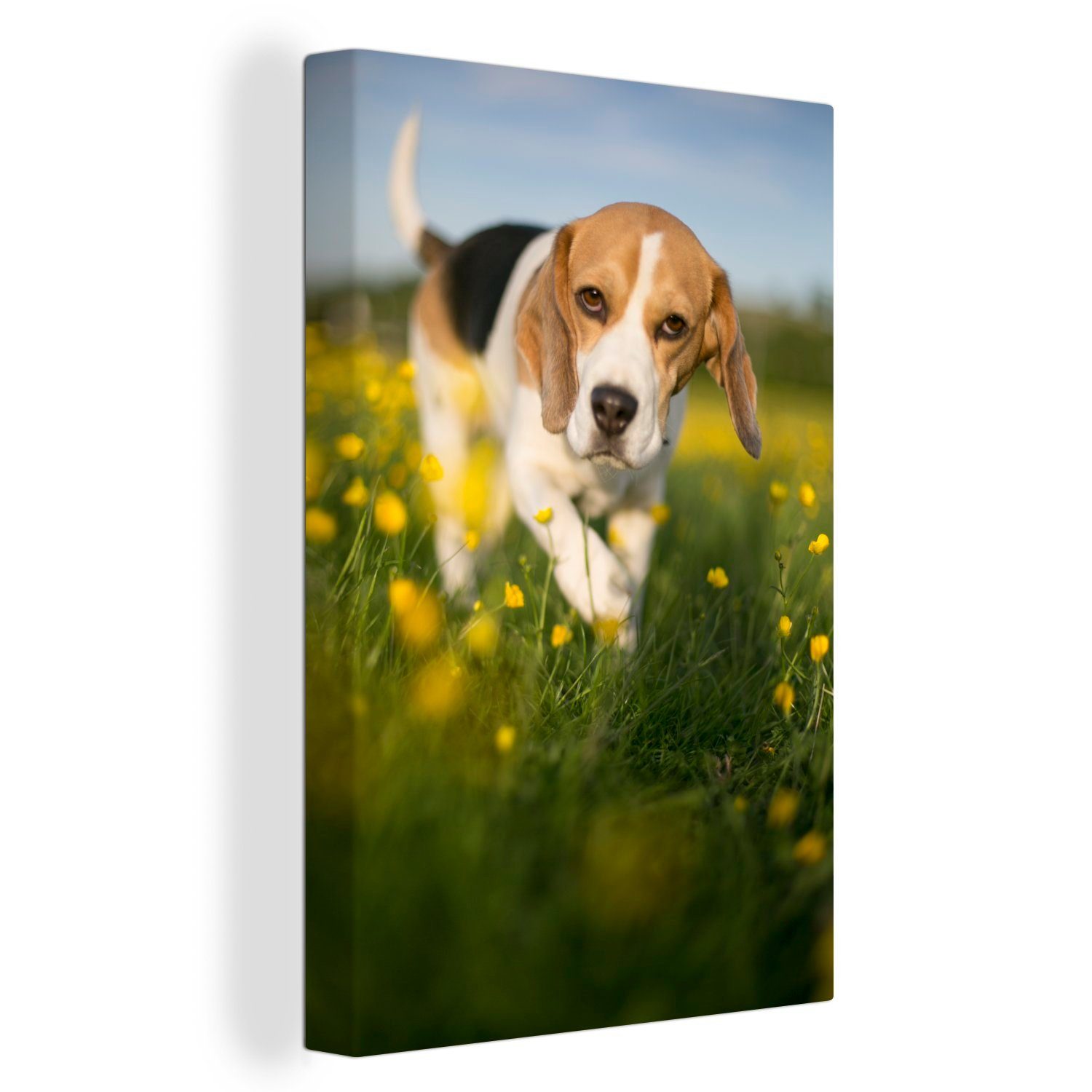 OneMillionCanvasses® Leinwandbild Niedlicher Beagle spaziert zwischen Blumen, (1 St), Leinwandbild fertig bespannt inkl. Zackenaufhänger, Gemälde, 20x30 cm