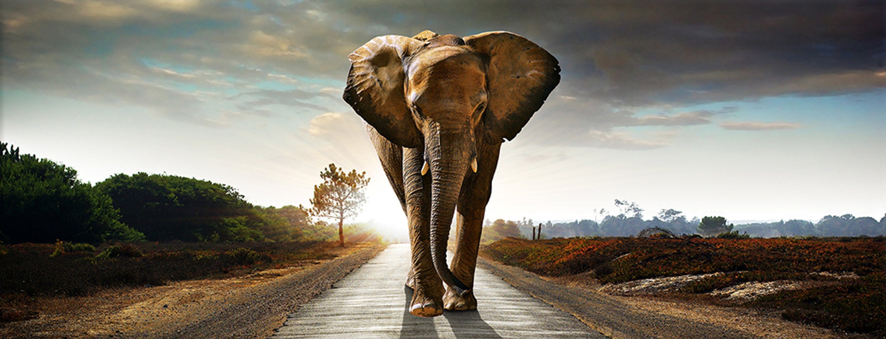 artissimo Glasbild Glasbild 80x30cm Bild Wandbild Straße, aus Digital-Art: Spaziergang Glas Elefant