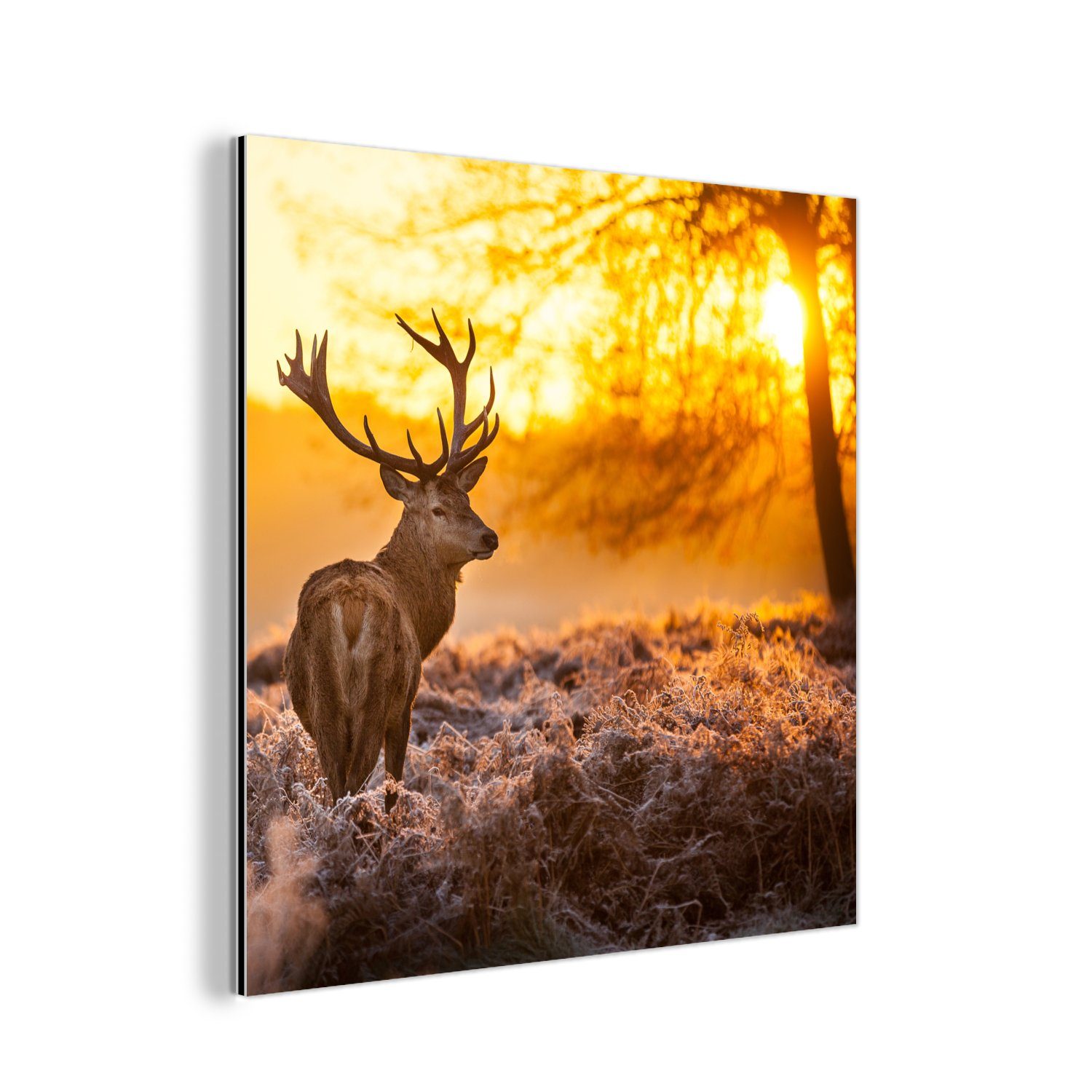 MuchoWow Metallbild Hirsche - Tiere - Sonnenuntergang - Winter - Heidekraut - Natur, (1 St), Alu-Dibond-Druck, Gemälde aus Metall, Aluminium deko