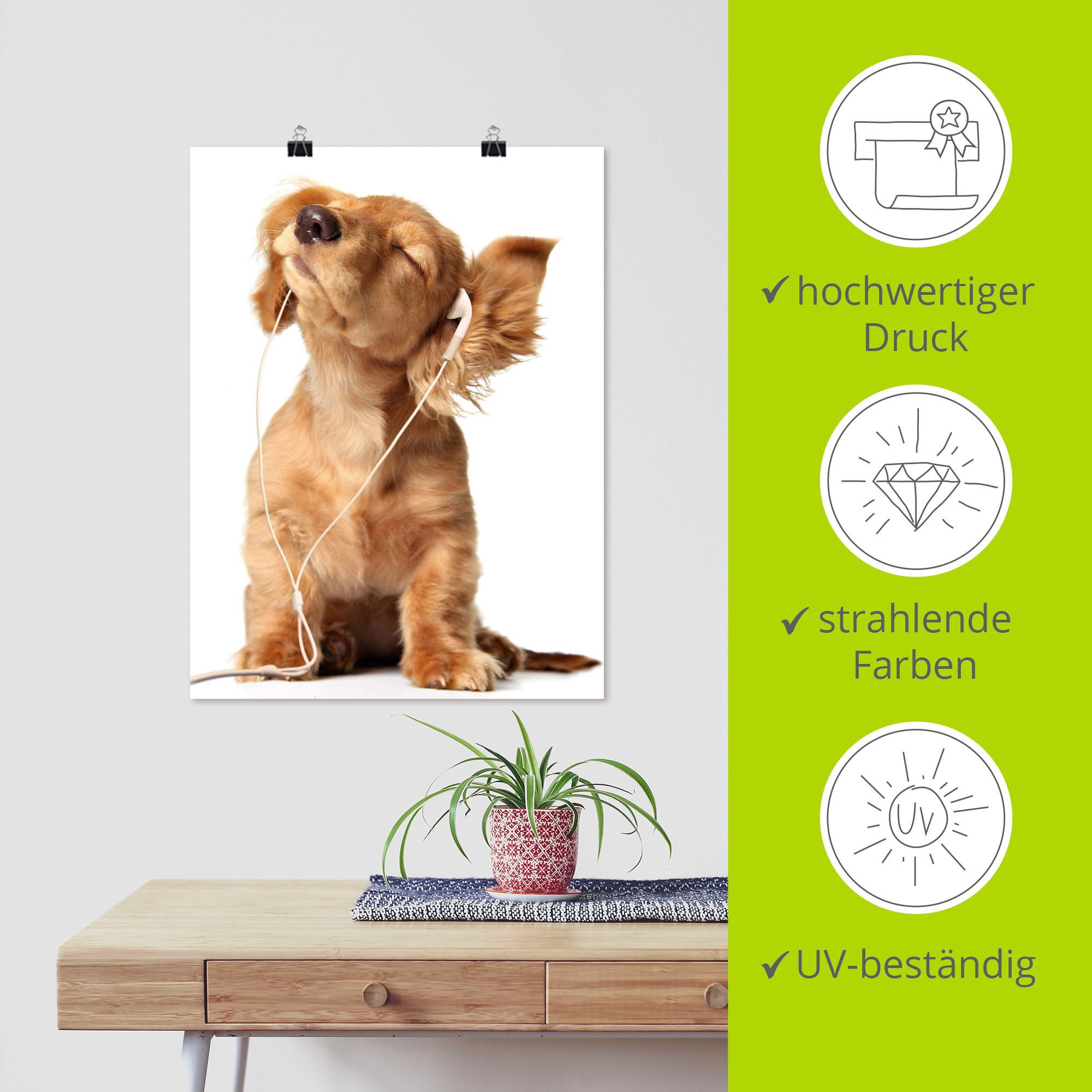 Artland Wandbild Junger Hund hört Musik über Kopfhörer, Haustiere (1 St), als Leinwandbild, Poster, Wandaufkleber in verschied. Größen