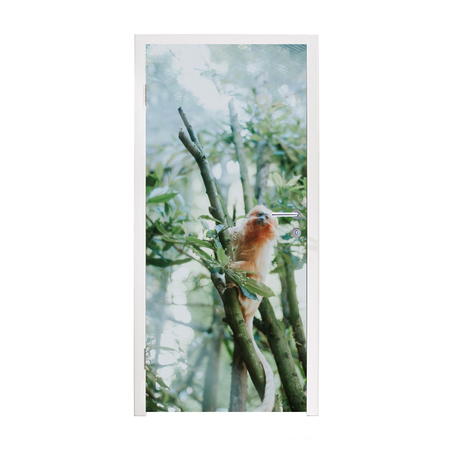 cm Fototapete Baum, St), (1 Türaufkleber, Tür, bedruckt, Zwergseidenäffchen im für Matt, 75x205 MuchoWow Türtapete