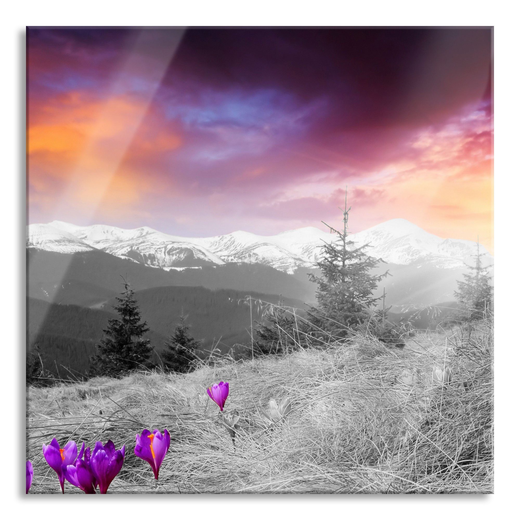 Pixxprint Glasbild schöne Krokusse auf Alpenwiese, schöne Krokusse auf Alpenwiese (1 St), Glasbild aus Echtglas, inkl. Aufhängungen und Abstandshalter | Bilder