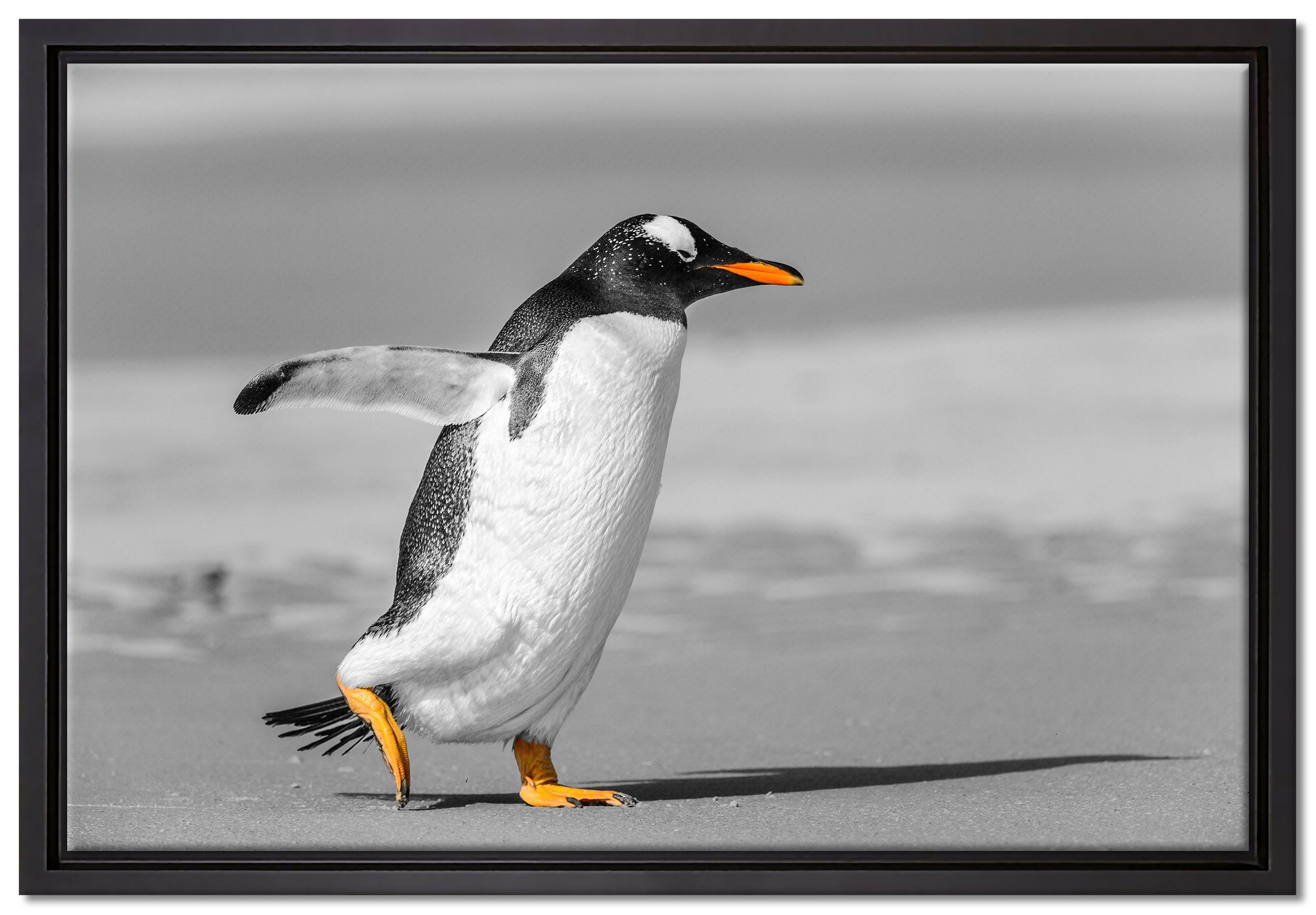 Pixxprint einem (1 bespannt, fertig Pinguin Wanddekoration Zackenaufhänger watschelnder gefasst, am Leinwandbild inkl. Leinwandbild St), Schattenfugen-Bilderrahmen Strand, in
