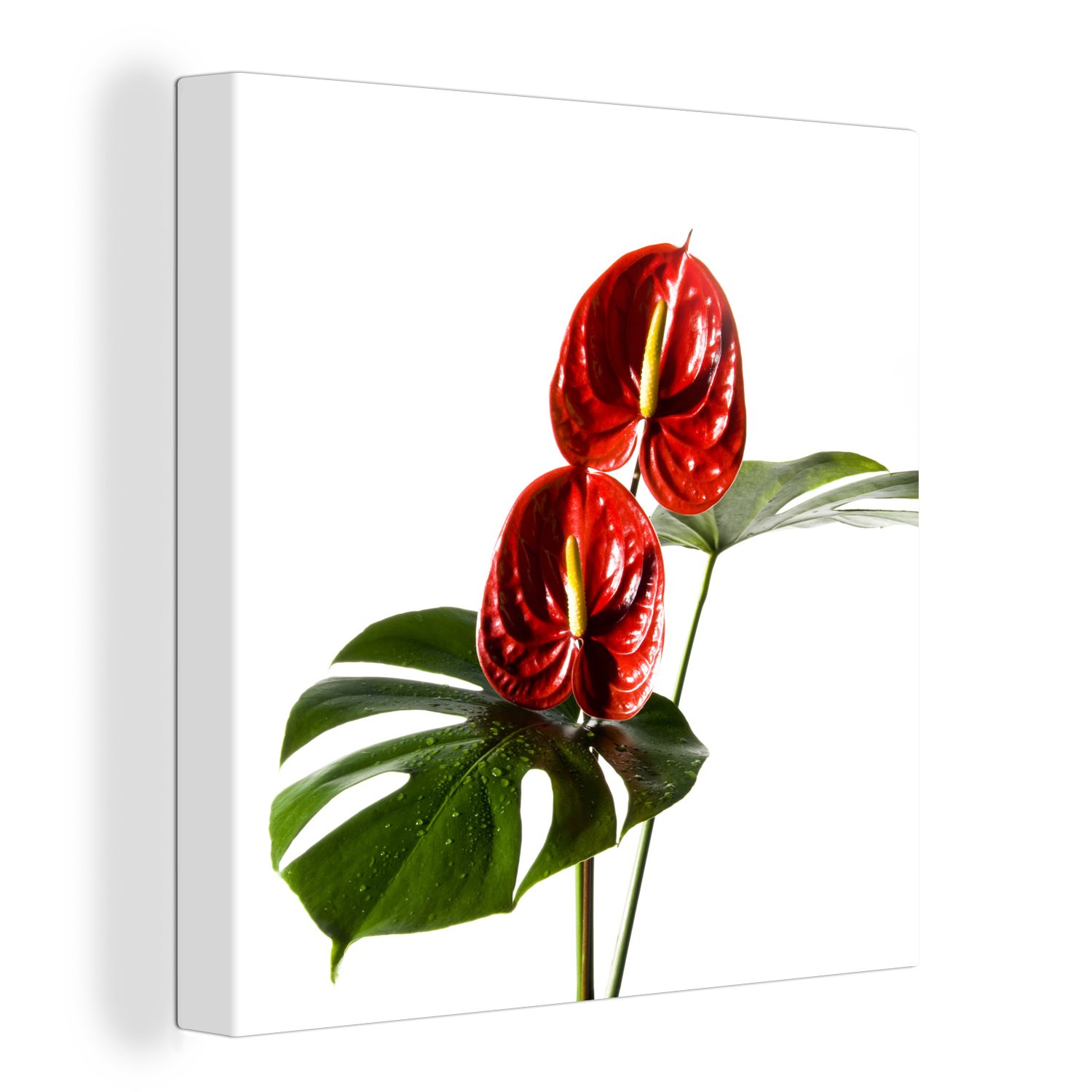 OneMillionCanvasses® Leinwandbild Monstera mit roten Blättern vor einem weißen Hintergrund, (1 St), Leinwand Bilder für Wohnzimmer Schlafzimmer
