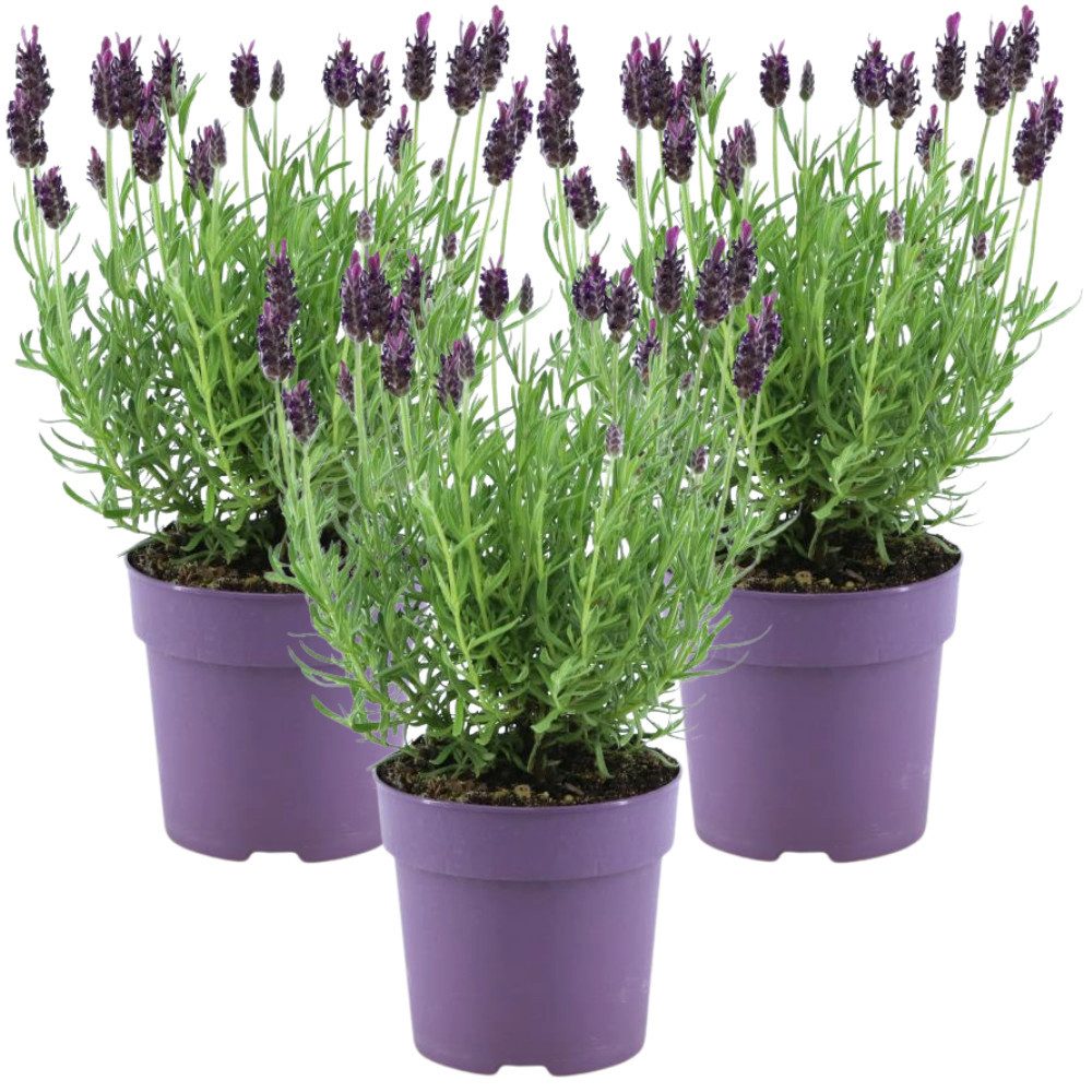 NatureNest Kübelpflanzen Französischer Lavendel violett Set 3 Pflanzen Lavandula stoechas