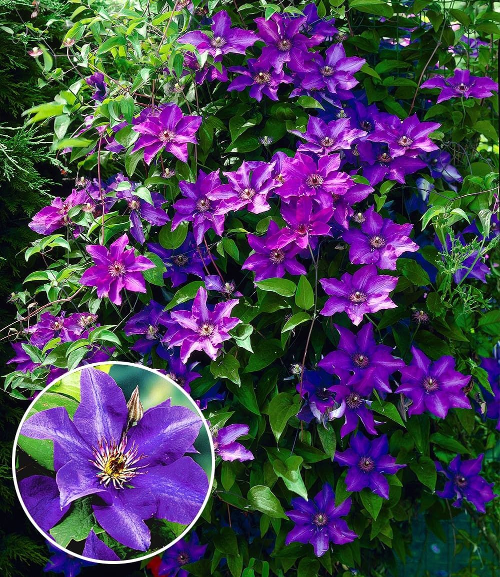 BALDUR Garten Zierstrauch Blaue Clematis 'The President', 1 St., Duftclematis, winterhart, mehrjährig
